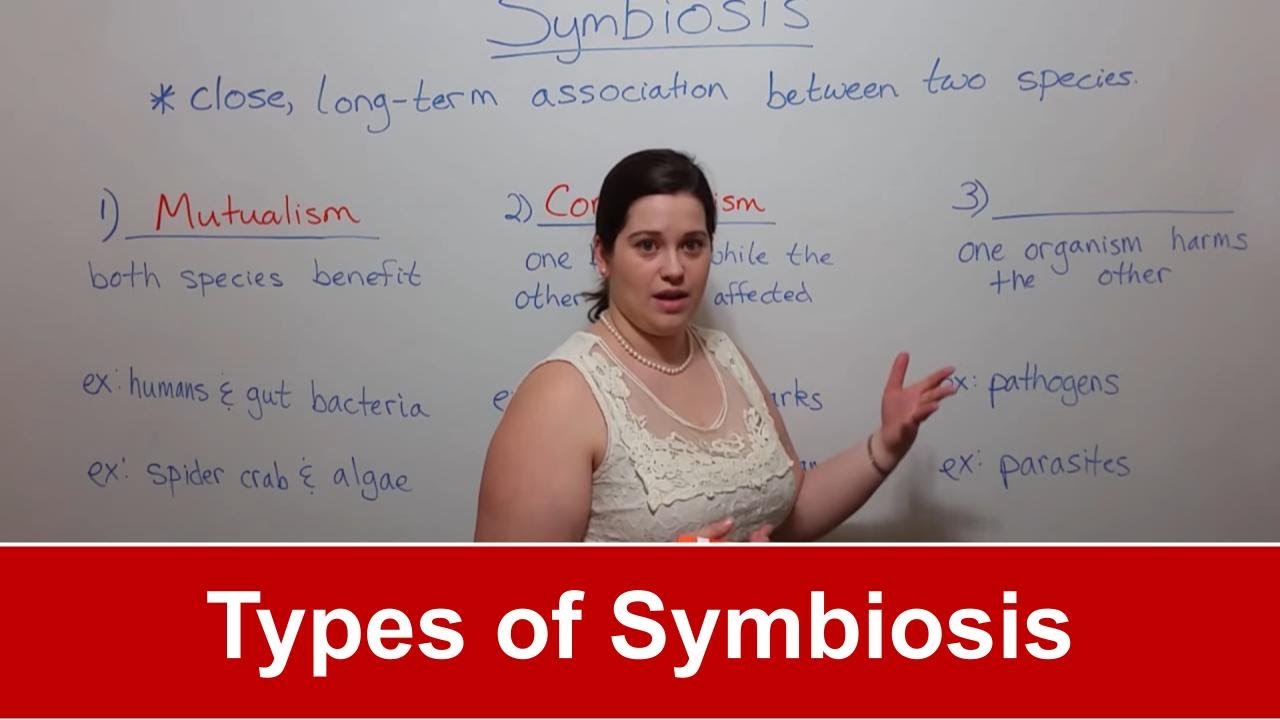 3 Types of Symbiosis Explained with Clear Examples
