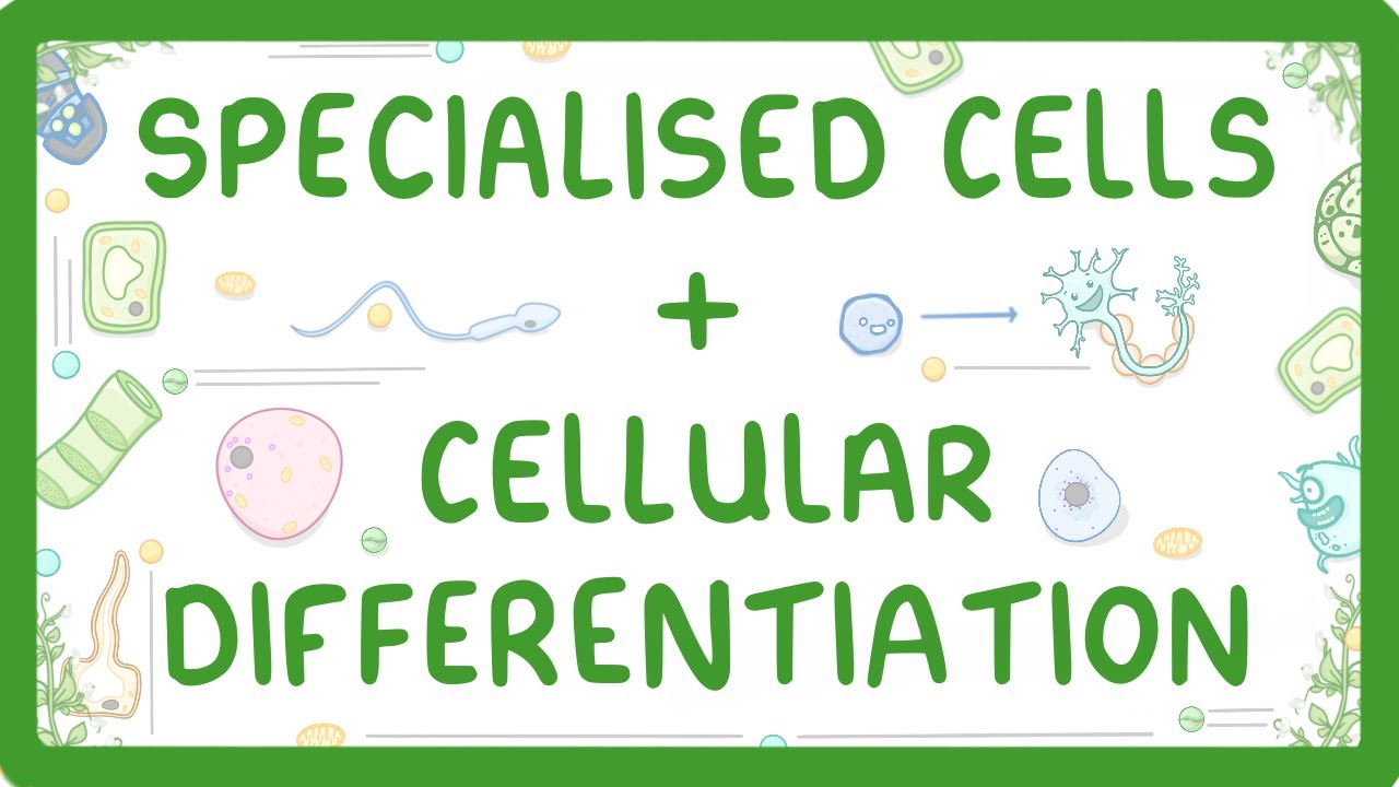 Specialized Cells & Differentiation Explained Simply