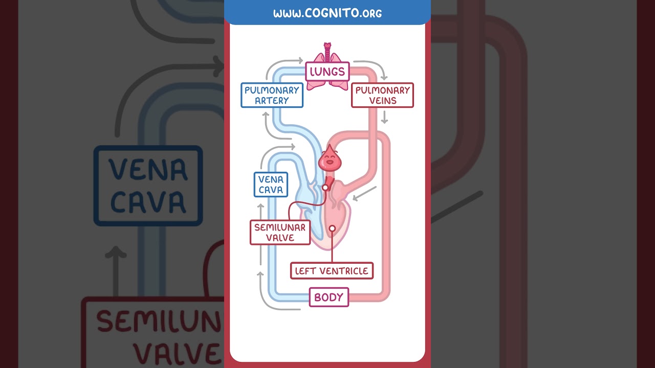 How Blood Circulates: Pulmonary & Systemic Pathways Explained