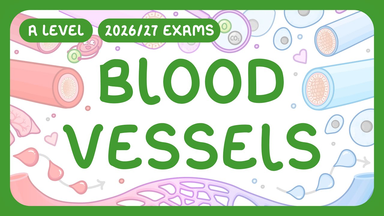 Blood Vessels: 5 Types, Functions & Adaptations Explained