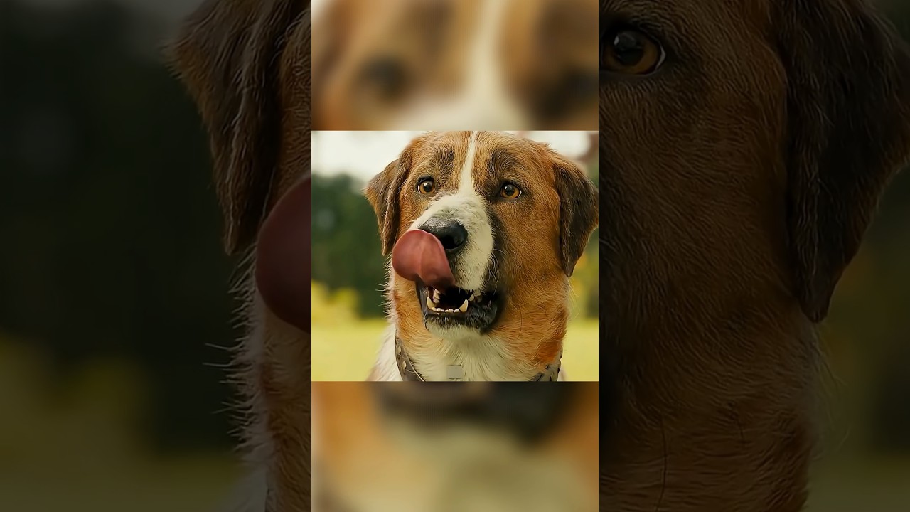 Mischievous Dog's Redemption: A Tale of Growth and Kindness