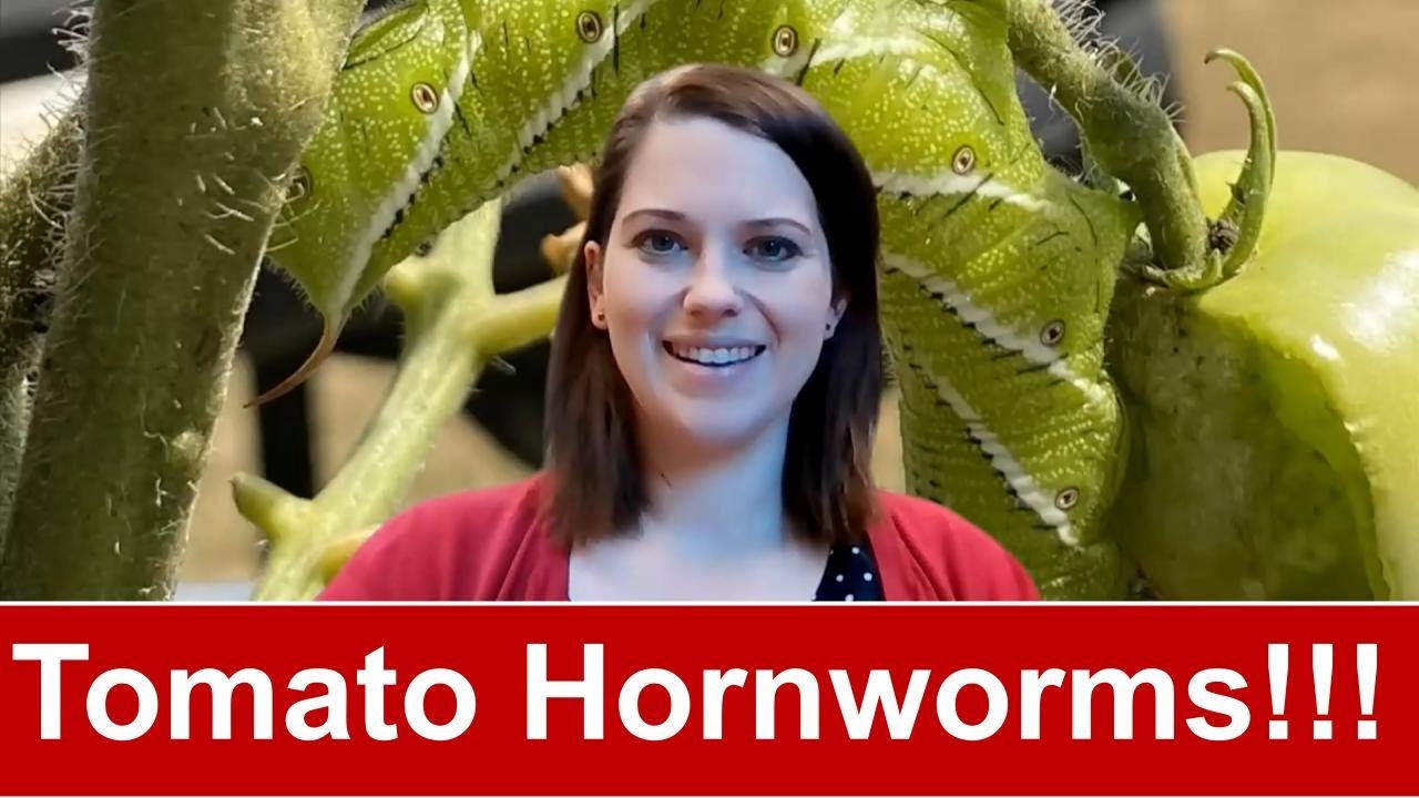 How to Stop Hornworms From Destroying Tomato Plants