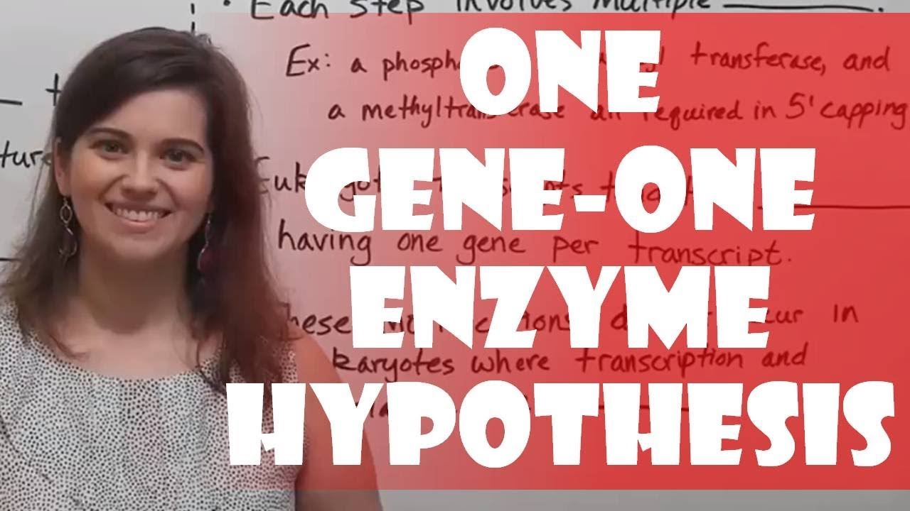 One Gene One Enzyme Hypothesis: Modern Biology's Perspective