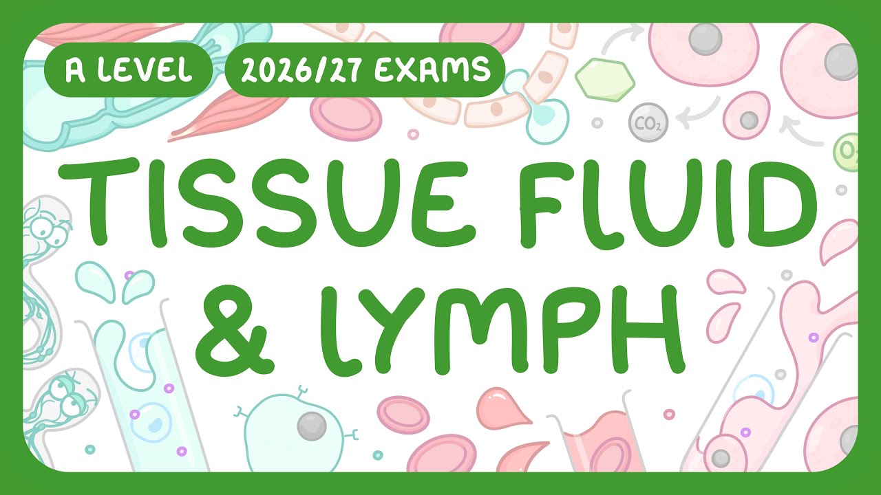 Tissue Fluid and Lymph Formation Explained with Comparison