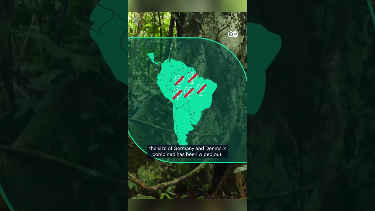 Guardian Trees: Why Ancient Forests Are Vital to Earth's Survival