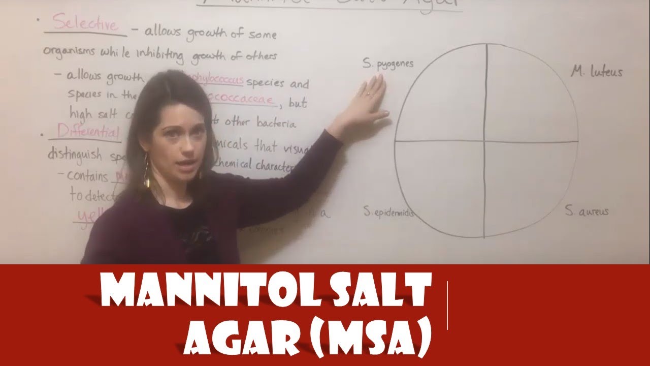 Master Mannitol Salt Agar: Selective & Differential Guide