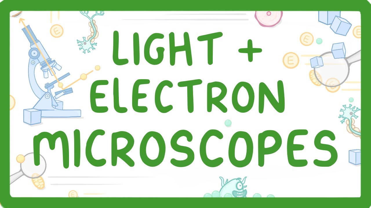 Light vs Electron Microscopes: Key Differences Explained