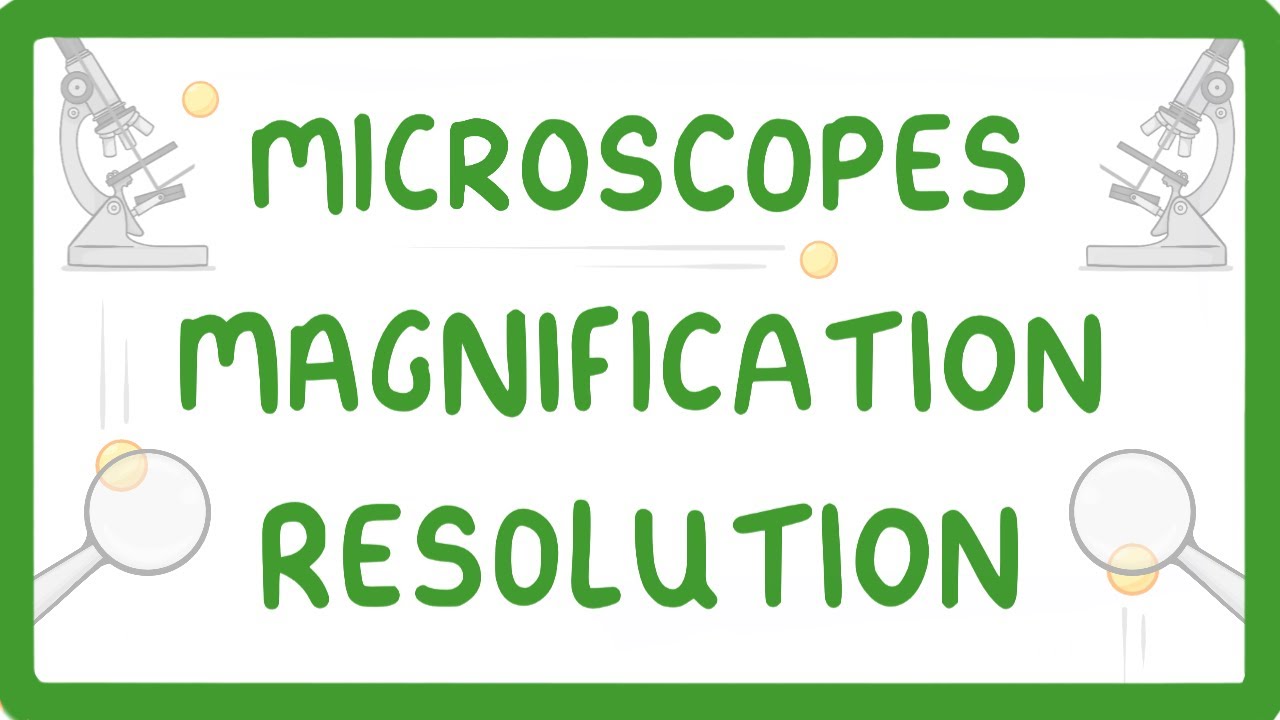 Light Microscopy Basics: How Microscopes Work & Key Terms Explained