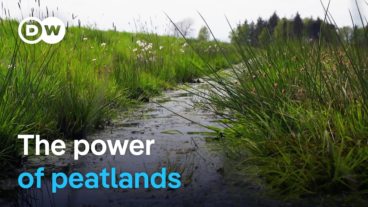 Paludiculture Farming: Rewetting Peatlands to Combat Climate Crisis