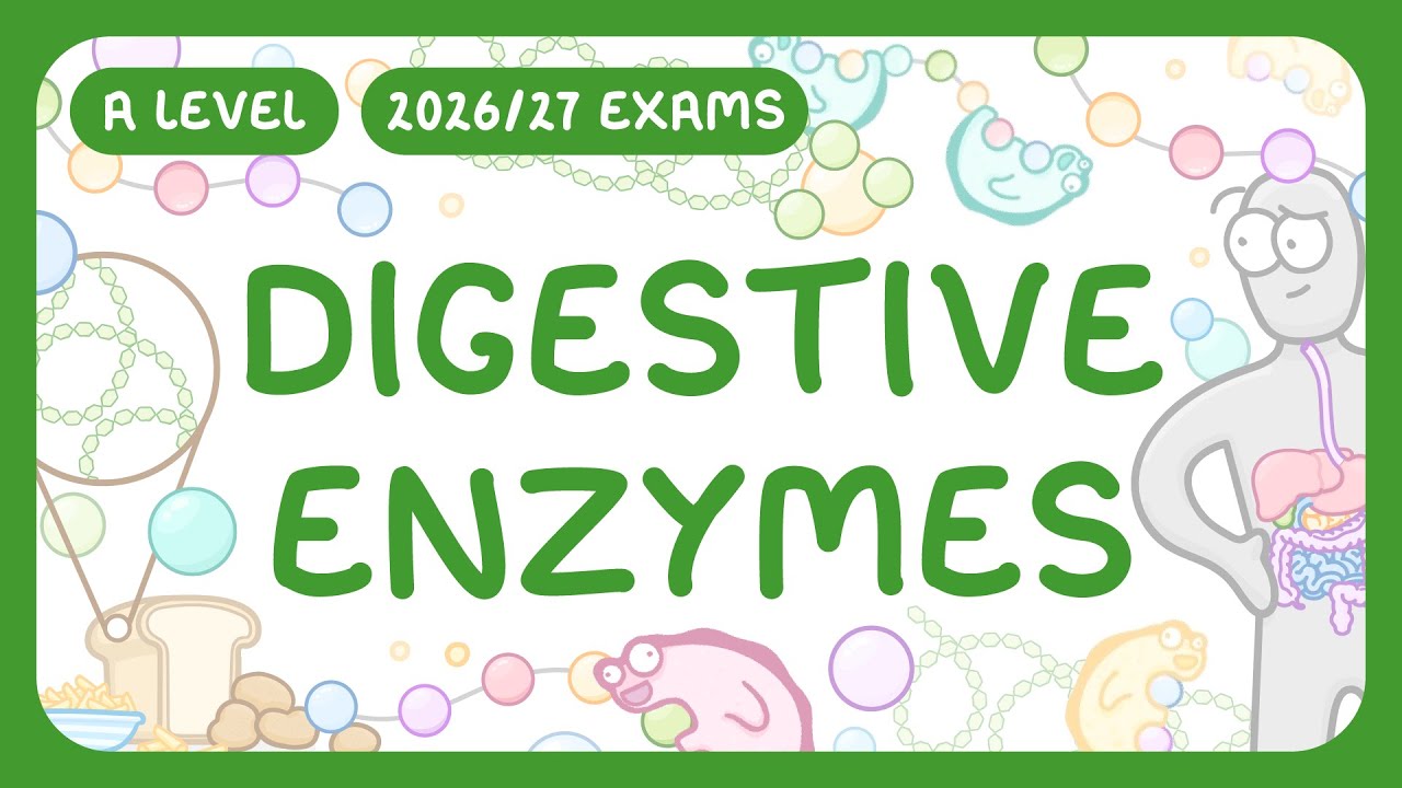 Digestive Enzymes Explained: How They Break Down Food