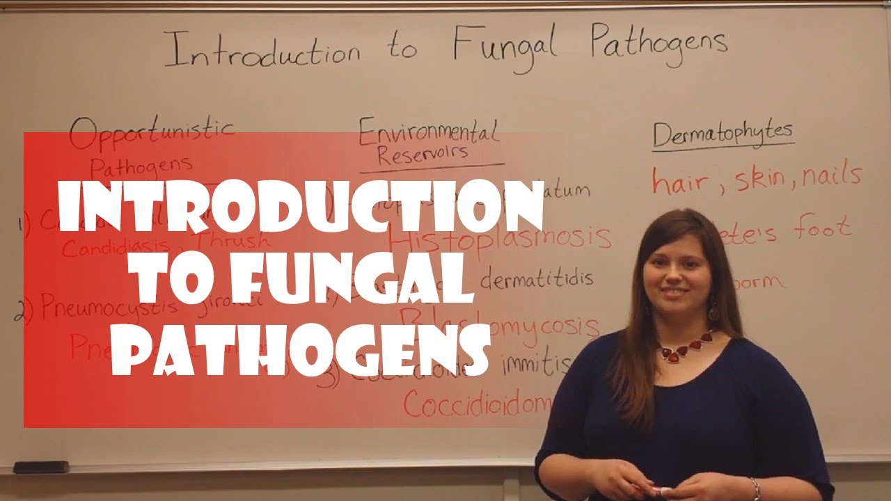 Human Fungal Pathogens: Types, Infections & Prevention