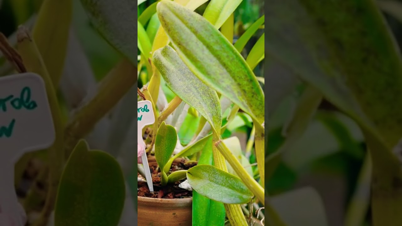 Gardens by the Bay Singapore: Ultimate Visitor Guide & Tips