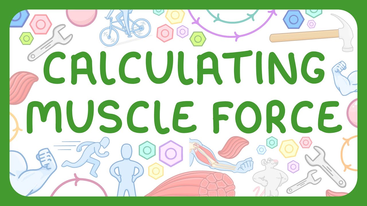 Moments & Muscle Force: Calculations and Practical Examples