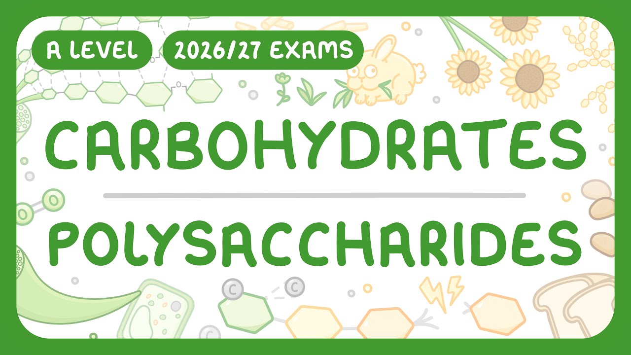 Polysaccharides Explained: Starch, Glycogen & Cellulose Guide