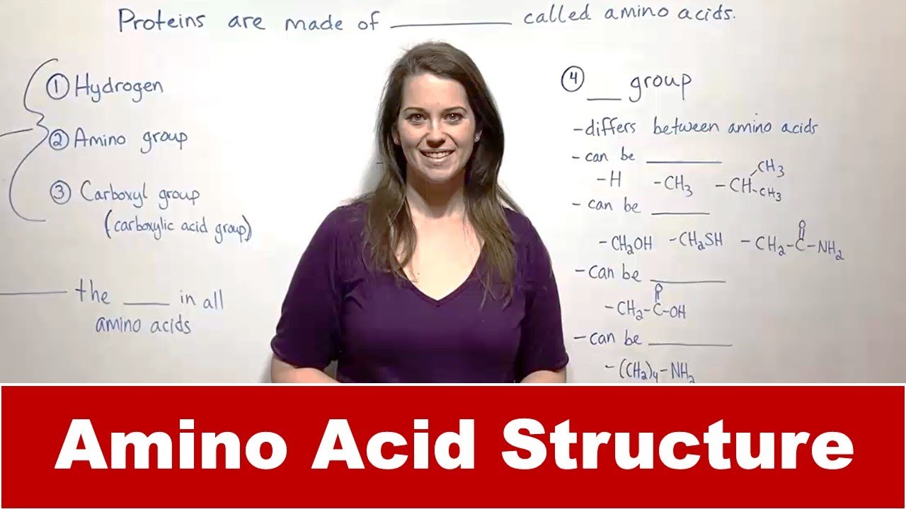 Amino Acid Structure Explained: Proteins' Building Blocks