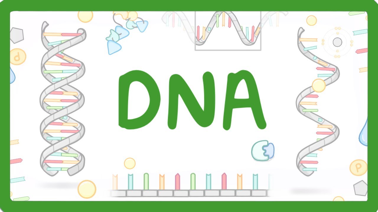 DNA Structure Explained: Nucleotides, Base Pairing & Protein Coding