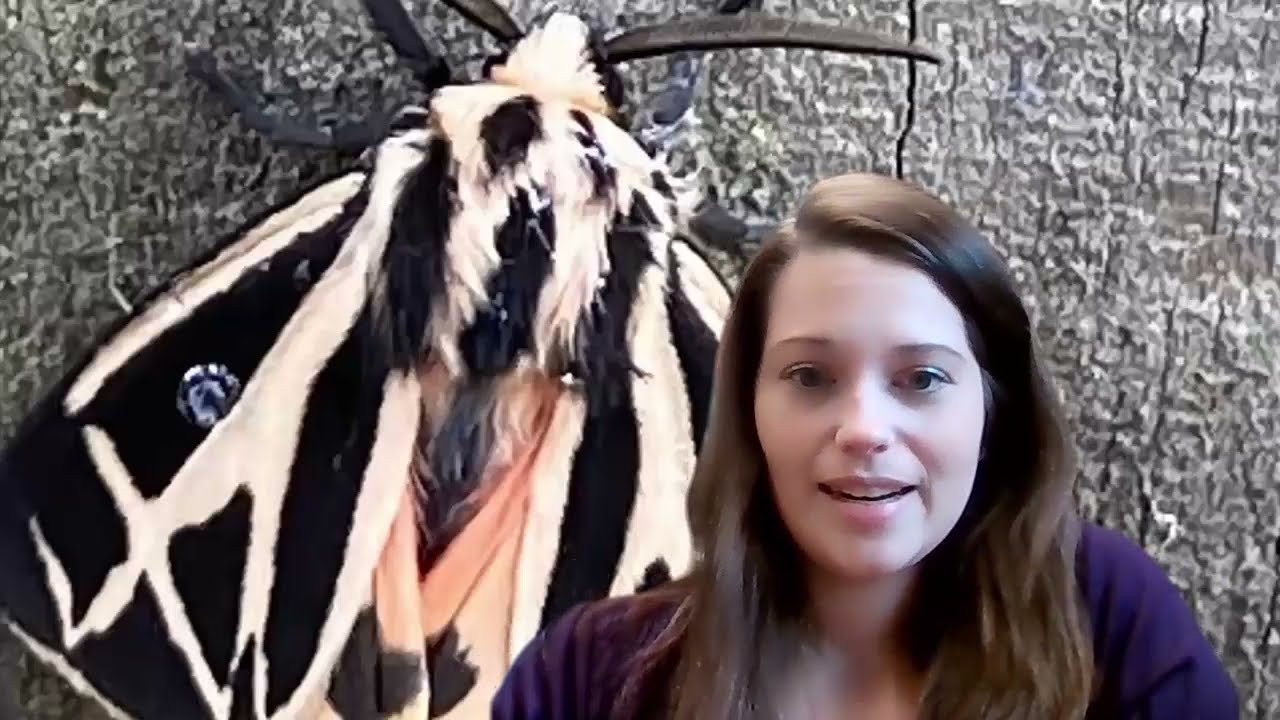 Harnessed Tiger Moth: Life Cycle & Identification Guide