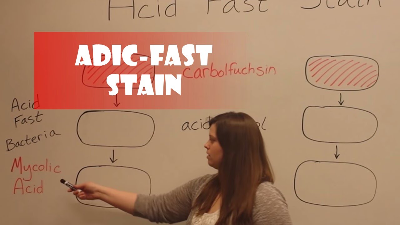 Acid Fast Stain Procedure and Pathogen Identification Guide