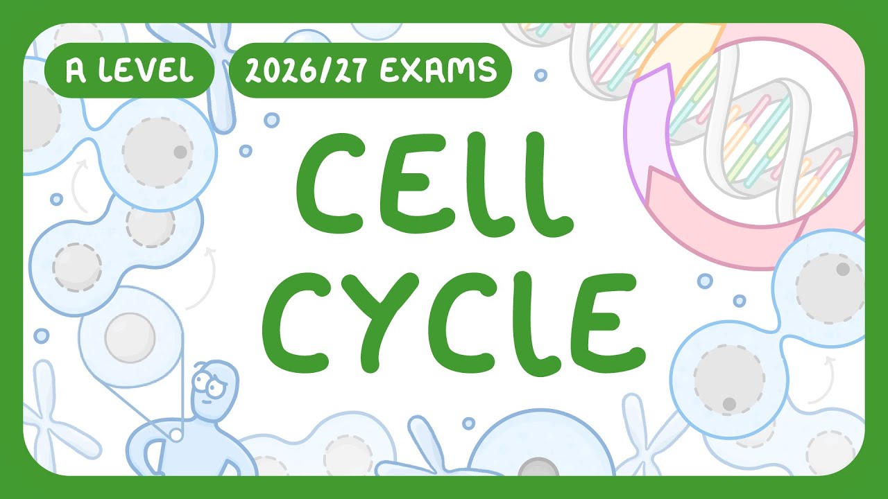 Cell Cycle Explained: Phases, Checkpoints & Importance