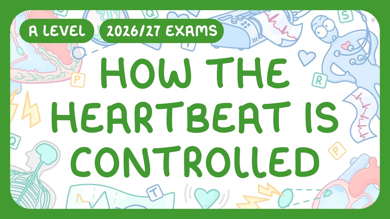 How Your Heartbeat Works: Myogenic Control & ECG Explained