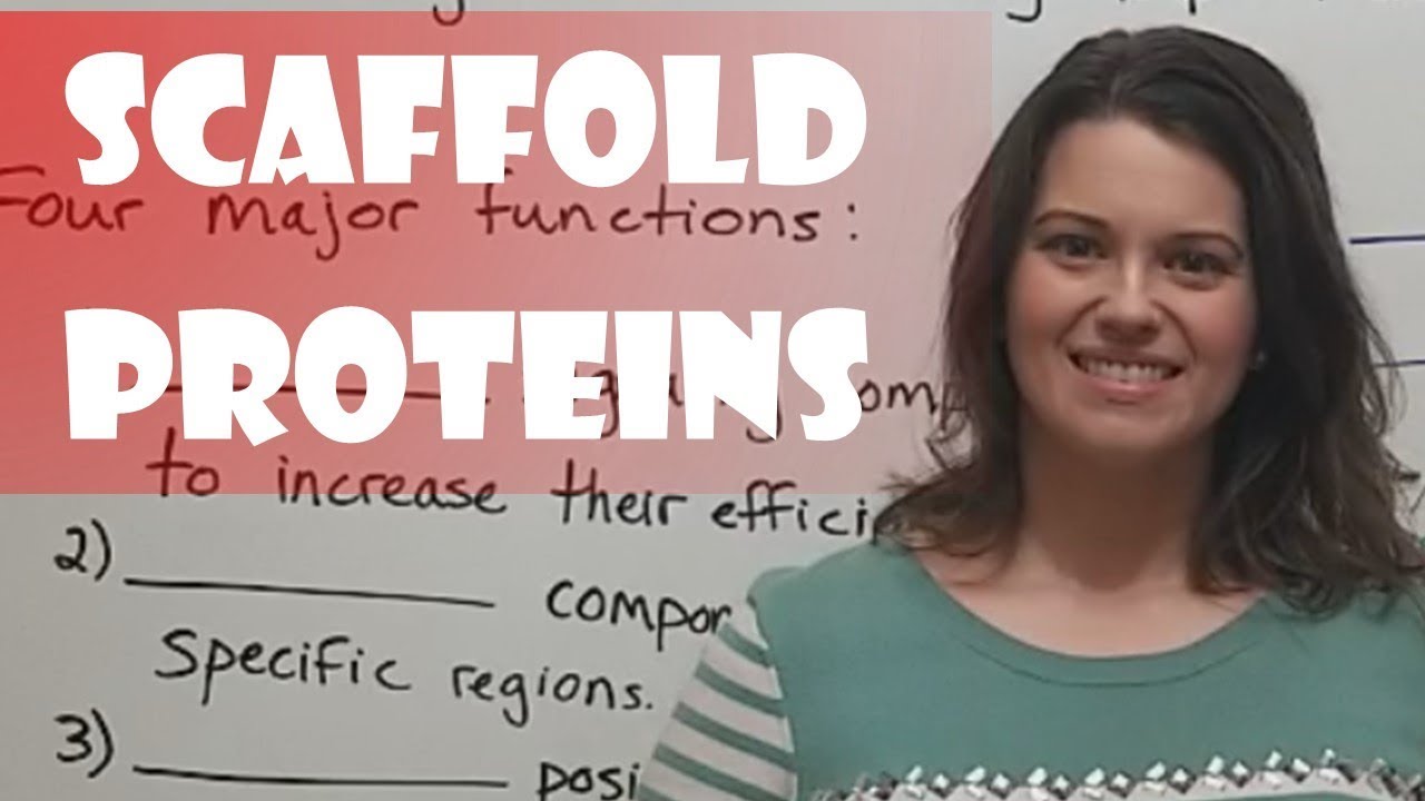 Scaffold Proteins: 4 Key Functions in Cellular Signaling