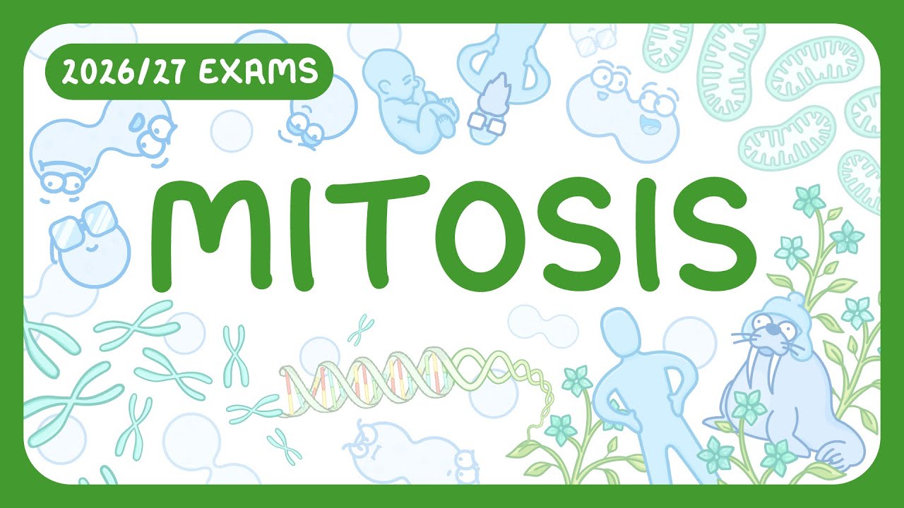Cell Division Explained: Chromosomes & Mitosis Cycle