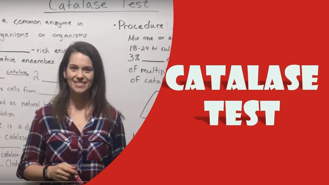 Catalase Test: Protocol, Interpretation & Bacterial Identification
