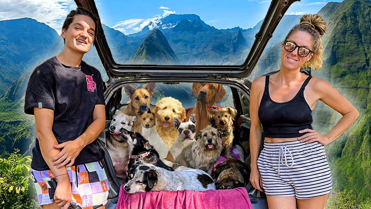 How to Support Réunion's Stray Animals: Rescue Stories & Action Guide