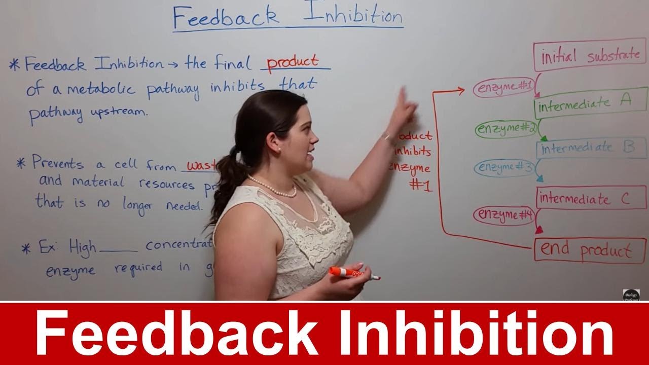 Feedback Inhibition: Cellular Control Explained Simply