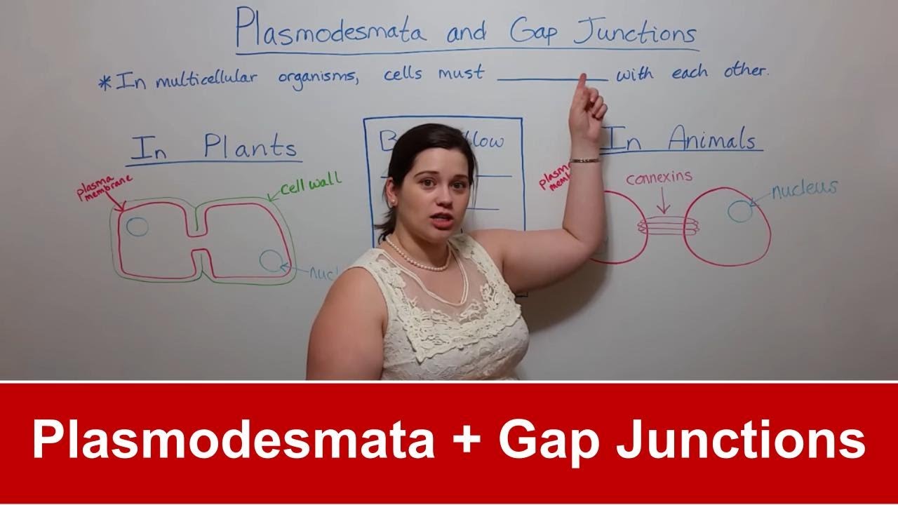 Plasmodesmata vs Gap Junctions: Key Similarities & Differences