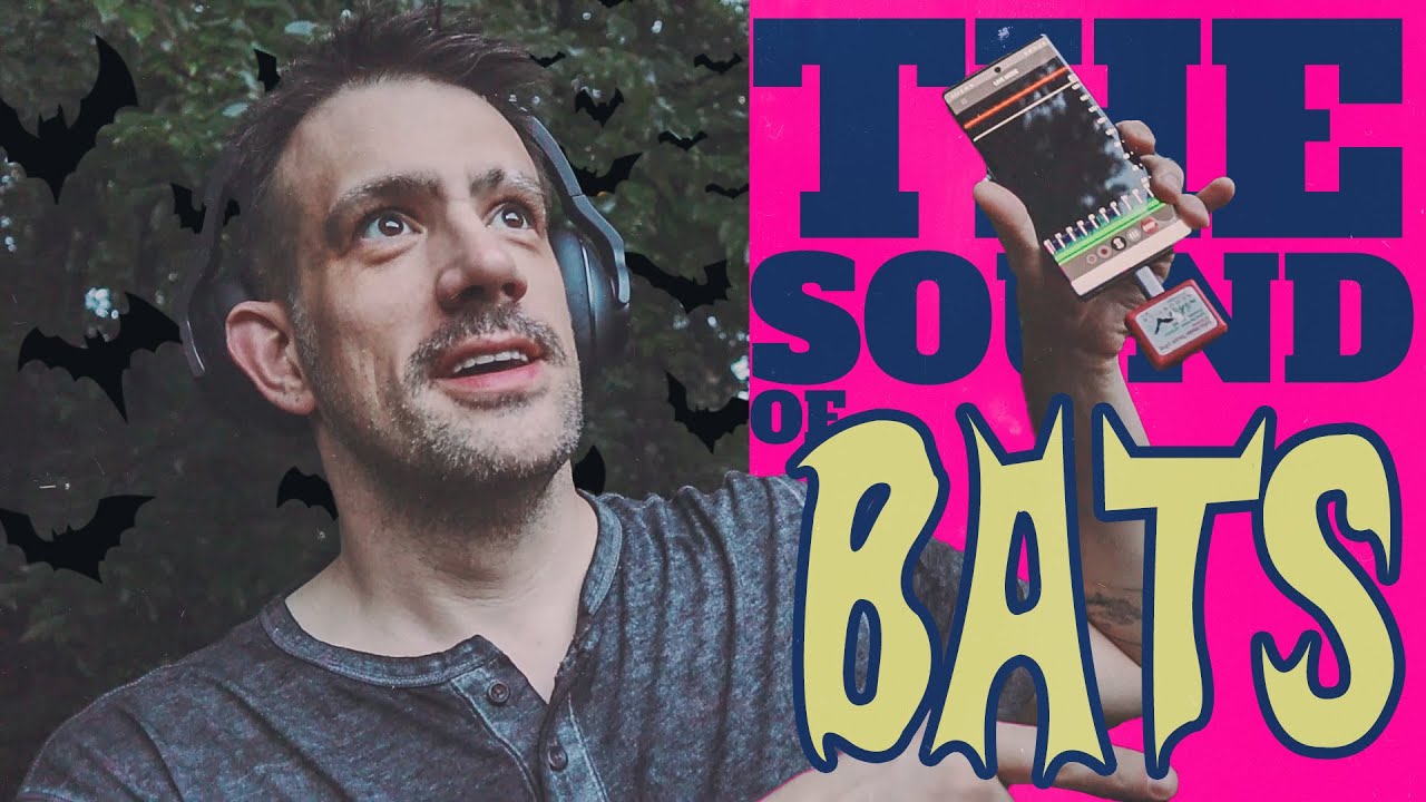 How to Record Bat Echolocation: Field Guide & Analysis