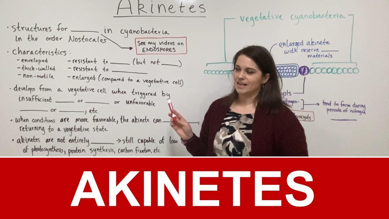 Acnes in Cyanobacteria: Survival Structures Explained