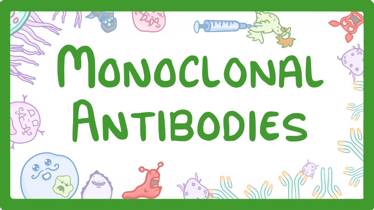 Monoclonal Antibodies Explained: How They Work and Medical Uses