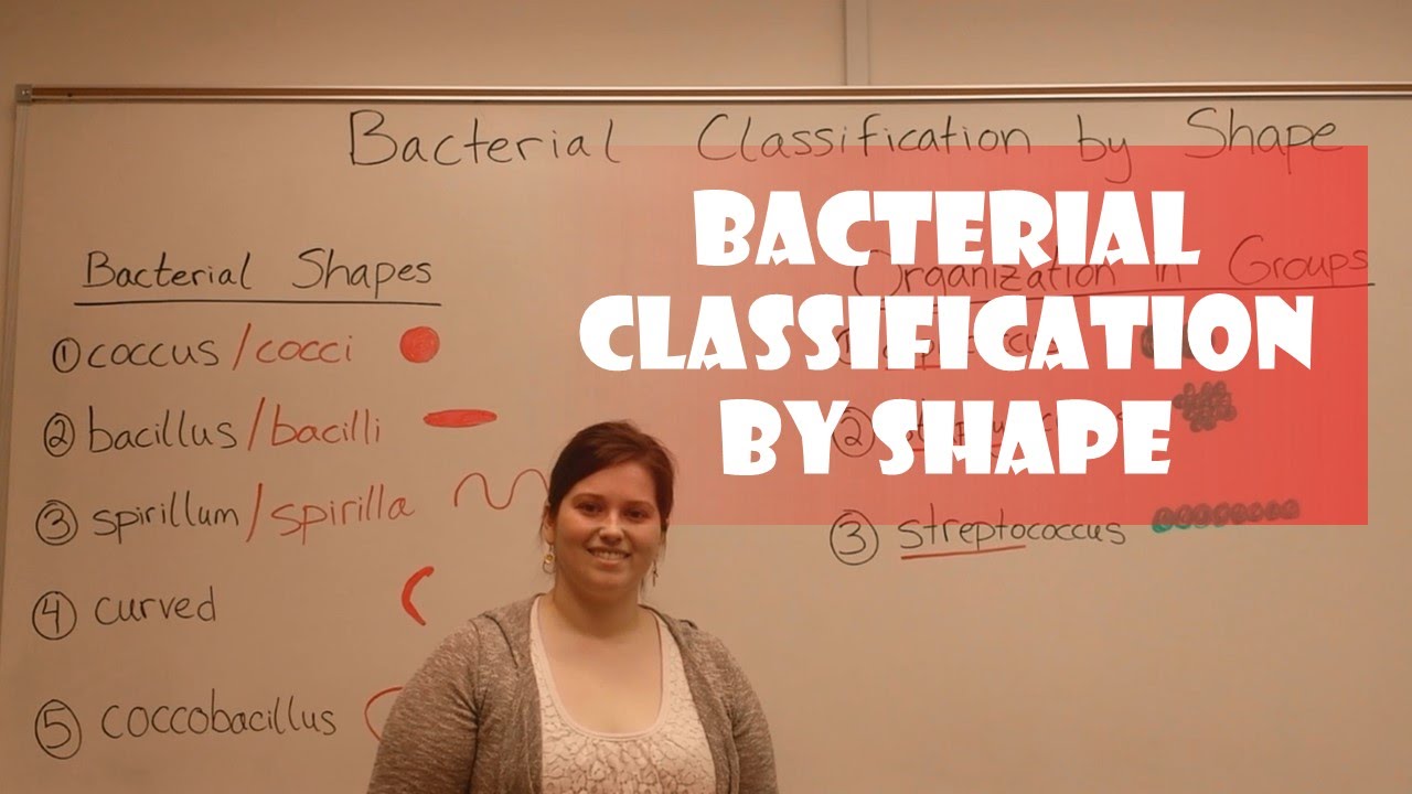 Bacterial Shapes: Classification Guide for Identification
