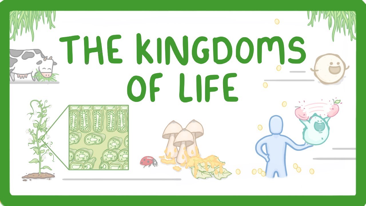 5 Kingdoms of Life Explained: Differences Between Organisms