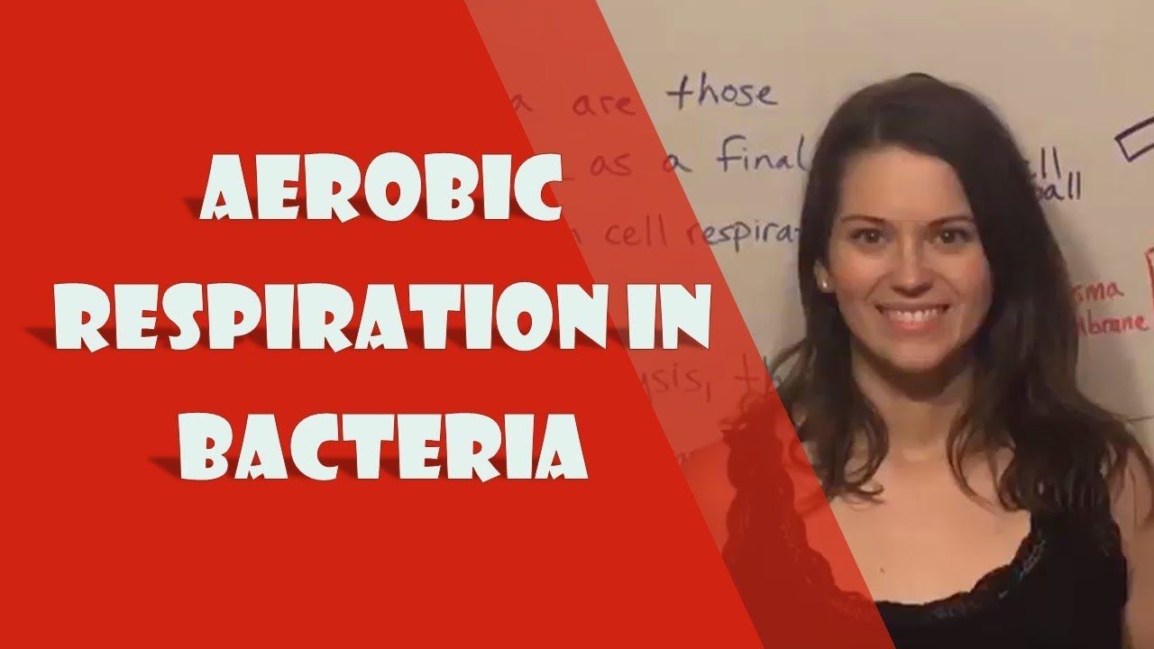 How Bacteria Perform Aerobic Respiration Without Mitochondria