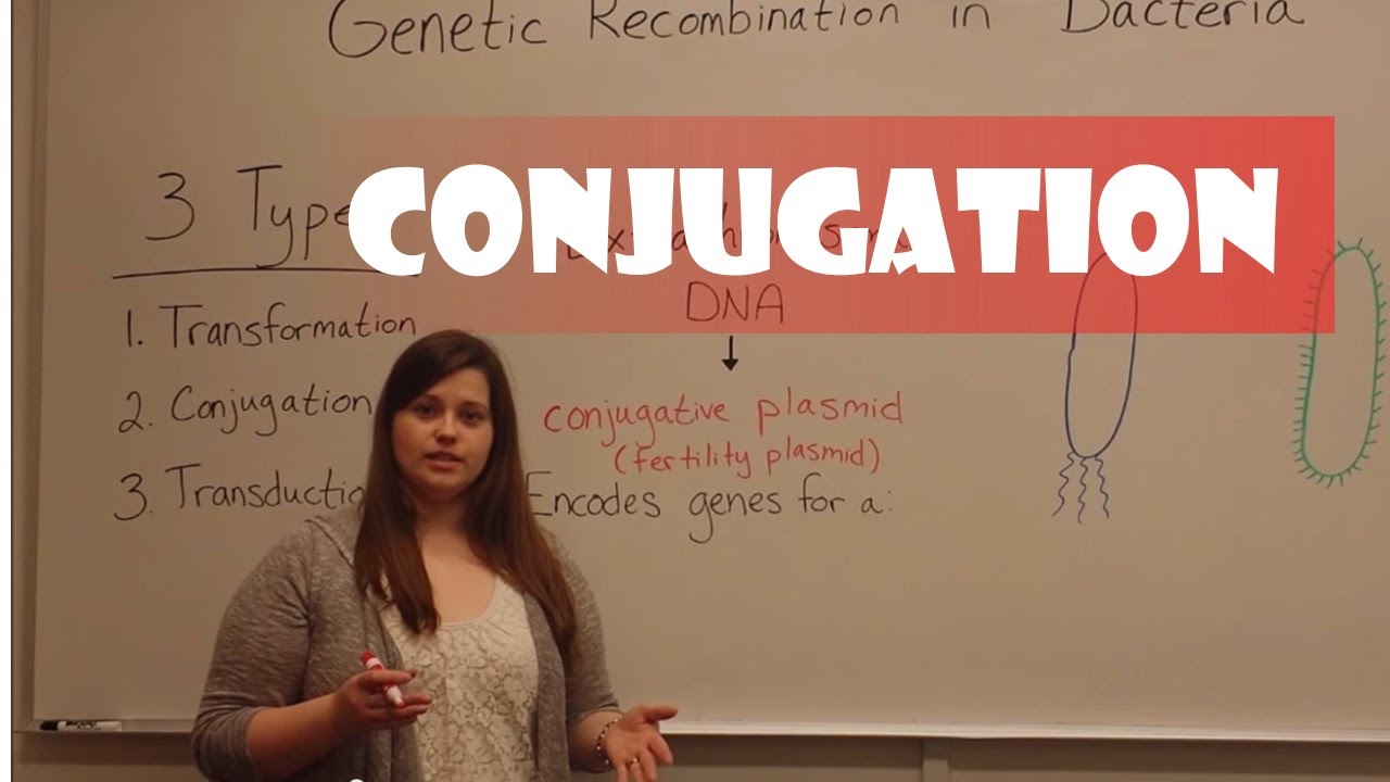 Bacterial Conjugation: Genetic DNA Transfer Mechanism Explained