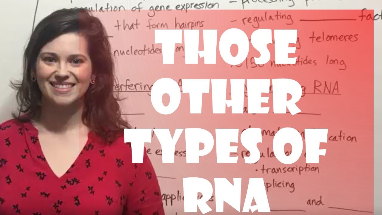 4 Key Regulatory Non-Coding RNAs Explained: Functions & Importance