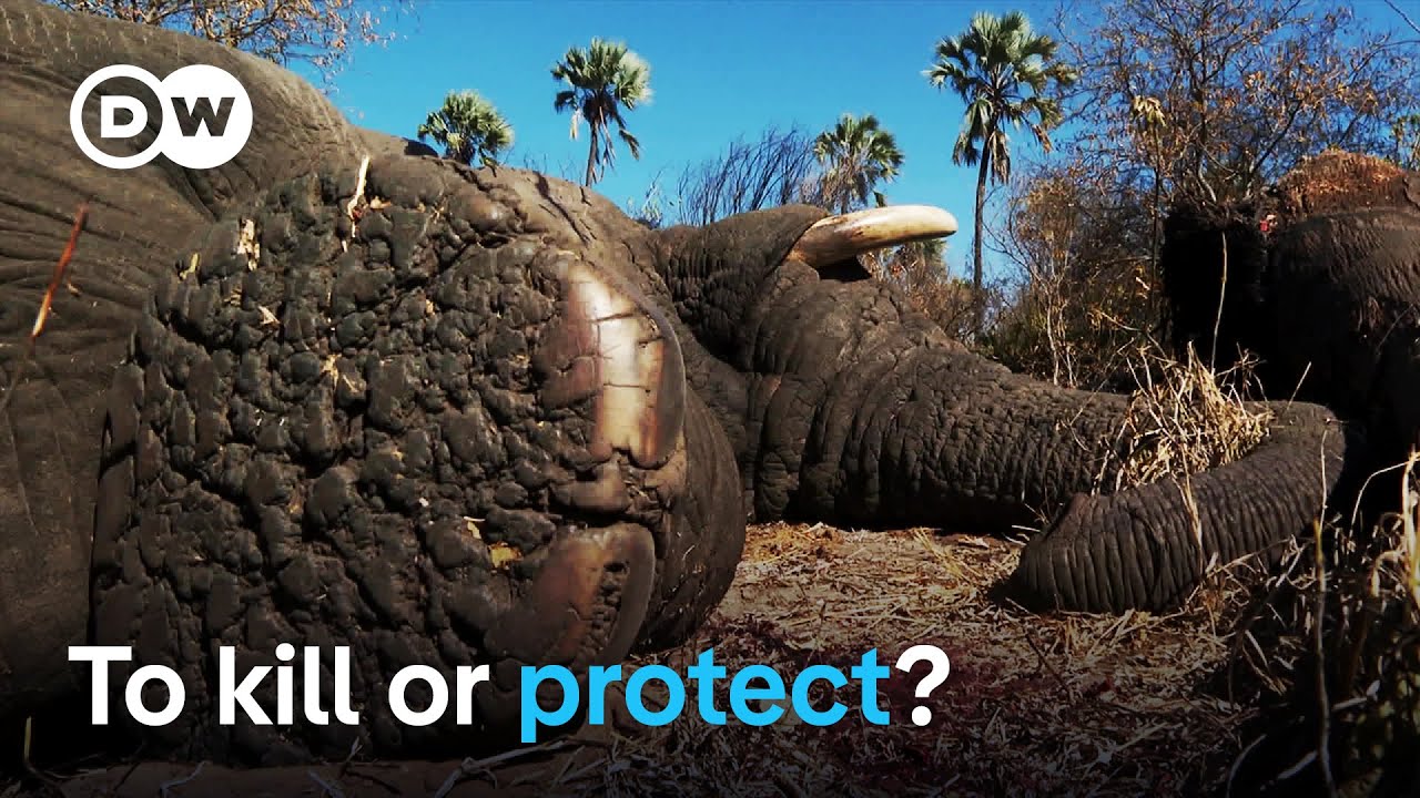 Botswana's Elephant Dilemma: Hunting for Balance