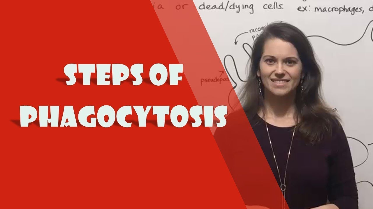 5 Key Steps of Phagocytosis Explained Simply