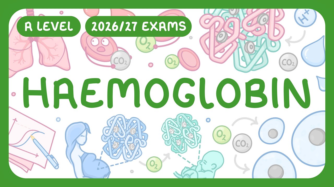 Hemoglobin Oxygen Transport Guide: Curves & CO2 Explained
