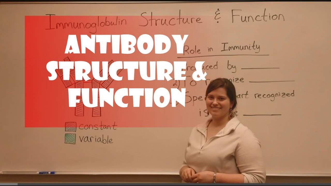 Antibody Structure & Function Explained Simply: Key Immune System Roles