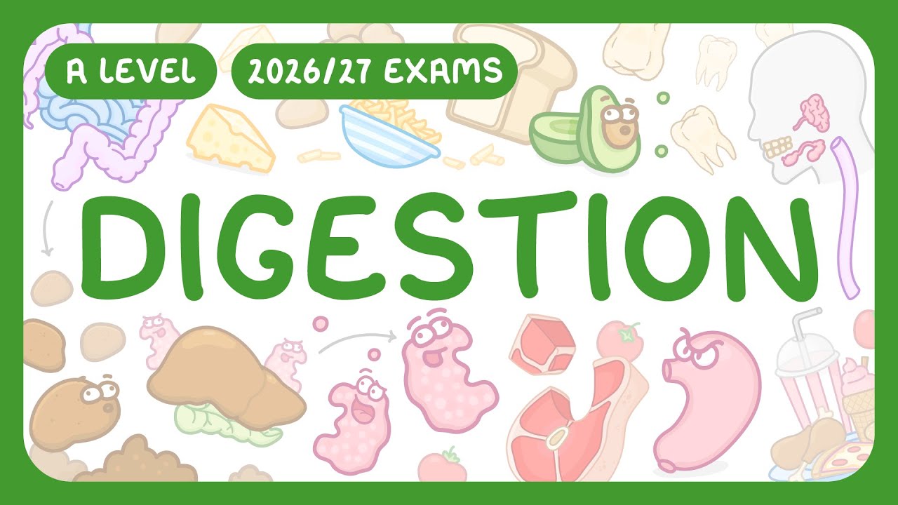 Human Digestive System Explained: Functions & Processes