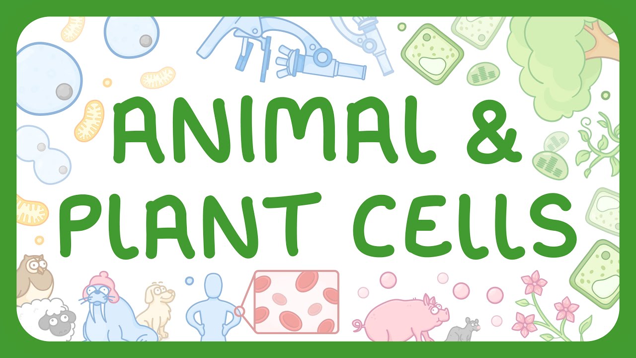Animal vs Plant Cells: Key Differences Explained Simply