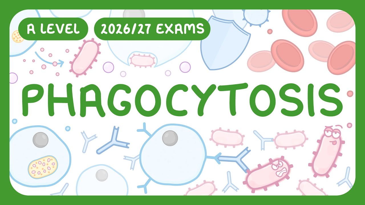 Phagocytosis Explained: Immune Defense Process & Key Players