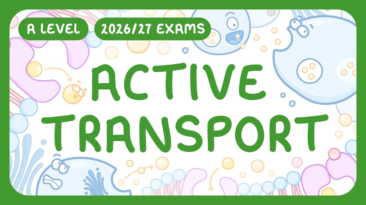 Active Transport Explained: Mechanisms, Factors & Bulk Transport