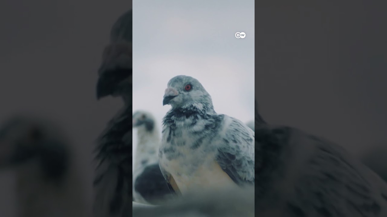 Mastering Al-Kash: Essential Rules and Winning Strategies for Traditional Pigeon Game