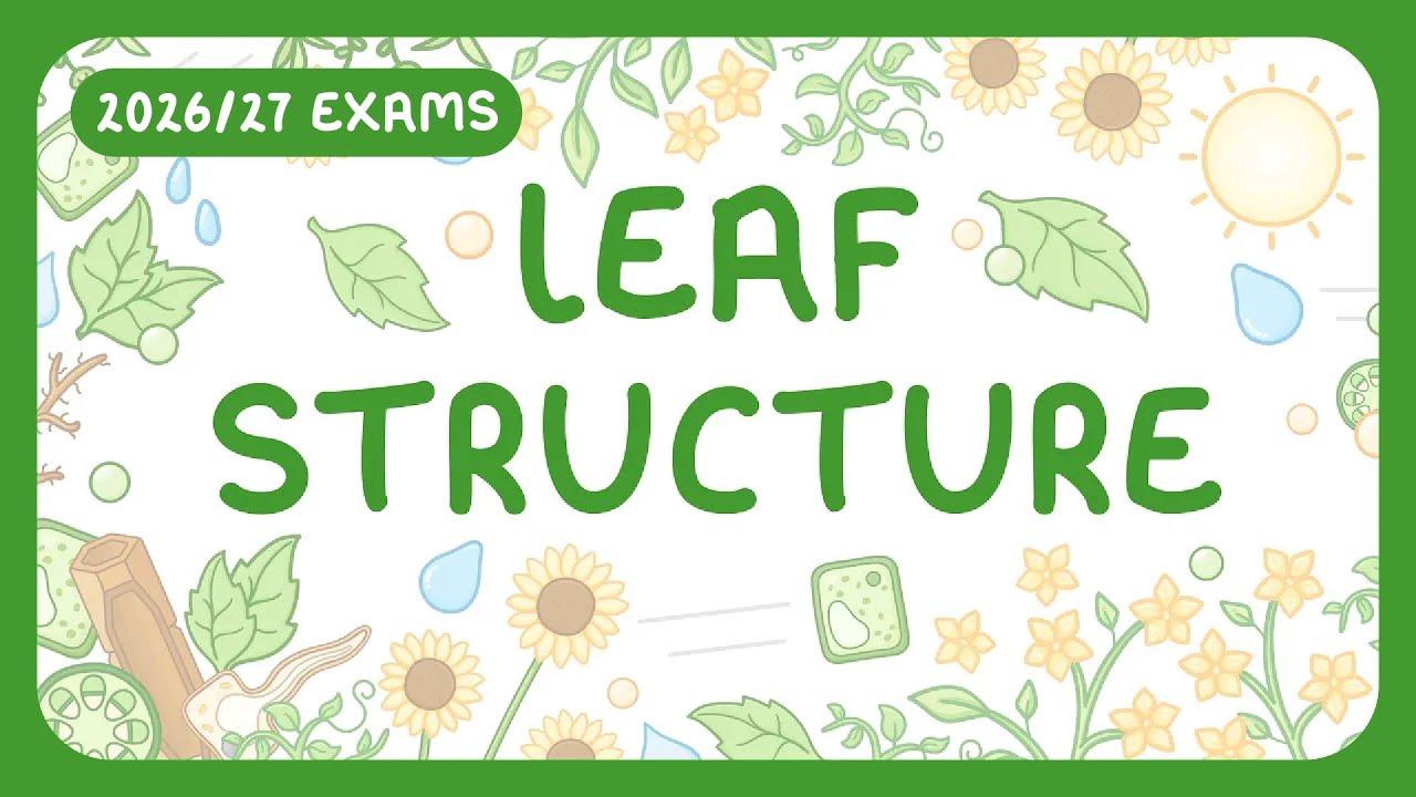 Plant Tissue Organization: Leaf Anatomy & Function Explained