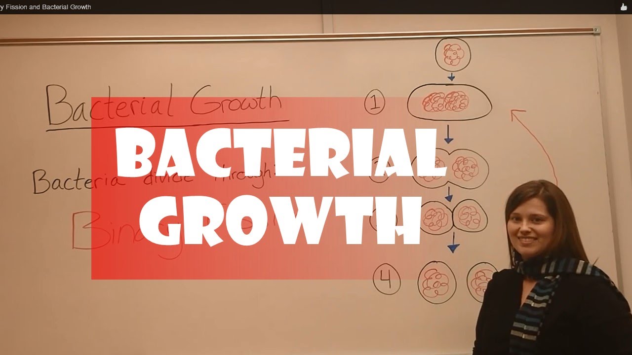 Mastering Bacterial Growth Phases: A Complete Guide