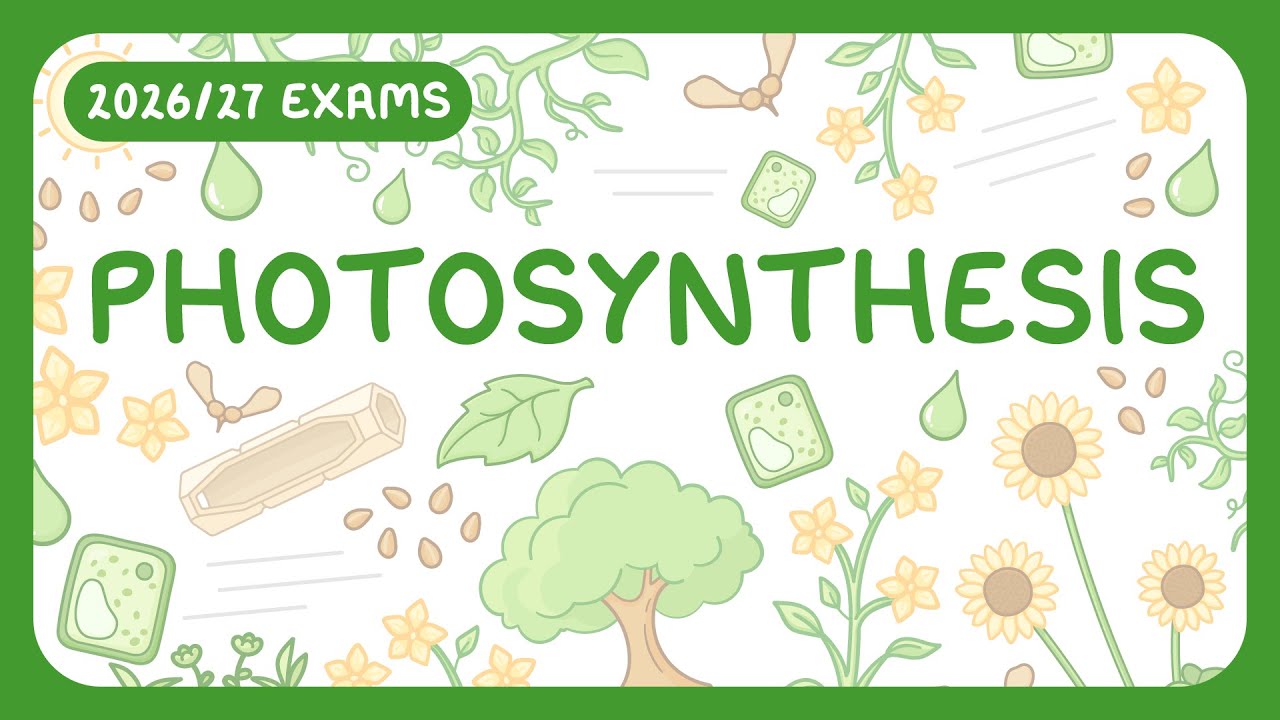 Photosynthesis Explained: How Plants Make Food & Use Glucose